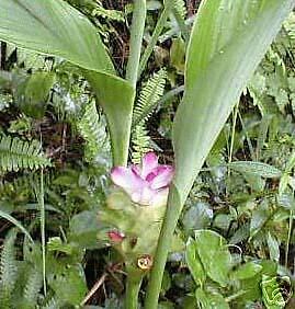 Rhizome Bulb CURCUMA ZEDOARIA ROSCOE Herb Plant ...