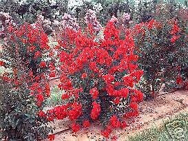 Lagerstroemia Dynamite HARDY RED CRAPE MYRTLE Seeds!