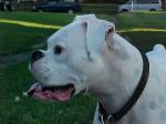 a-spotted-dog