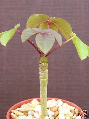 Jatropha gossypiifolia rare succulent plant cacti 4 ...