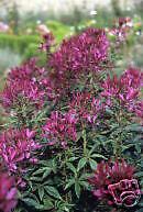 Violet Cleome 100 Flower Seeds   BFlies & HBirds  