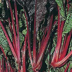 Swiss Chard *Red Rhubarb* 50 Vegetable Seeds  