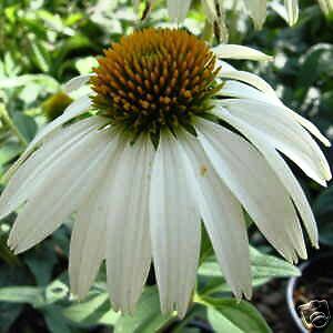 WHITE SWAN GIANT 40+ ECHINACEA/CONE FLOWER FLOWER SEEDS  