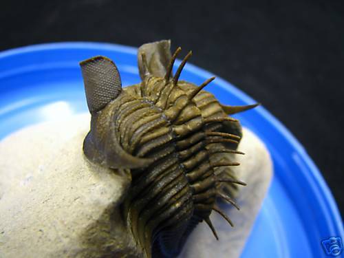 Erbenochile Trilobite Morocco Museum Big Eyes Very Rare  