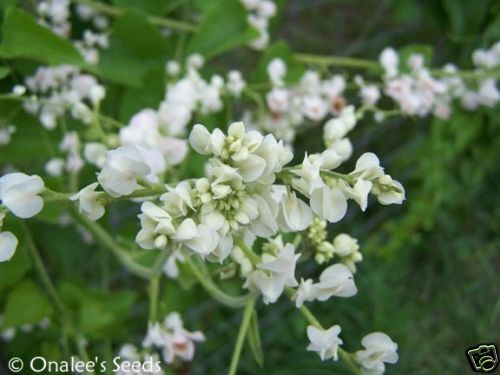 10+ RARE WHITE ALBA Coral Vine Seeds VIGOROUS BLOOMER  