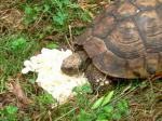 ethelthetortoise