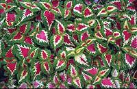 Wizard Rose COLEUS   25 Seeds **Tri Color Beauty**  