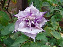 Datura Brugmansia Engelstrompete Stechapfel Sorten Mix 11 Samen  