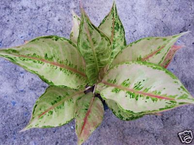 Aglaonema MasterPiece Tropical Plant Rare Variegated  