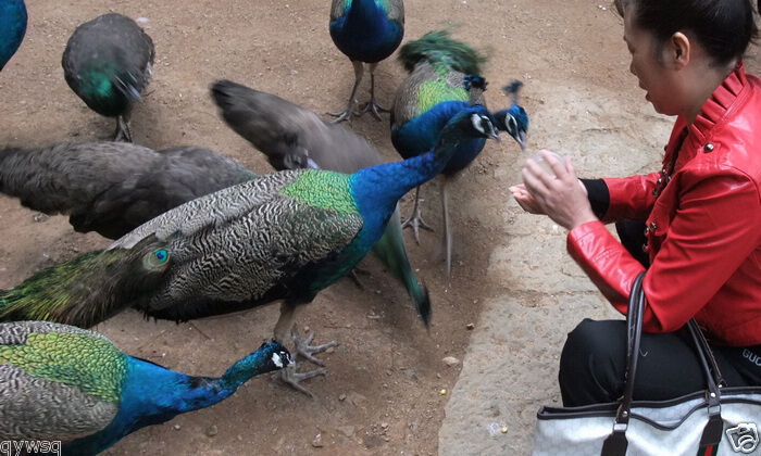 50PCS natural peacock tail feathers, about 15(35 40cm)  