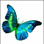 prettyblue-butterfly
