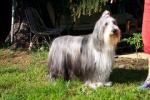 colliebarbu